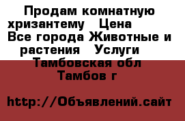 Продам комнатную хризантему › Цена ­ 250 - Все города Животные и растения » Услуги   . Тамбовская обл.,Тамбов г.